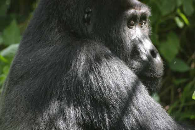 Muzungu in the mist….