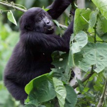Muzungu in the mist….