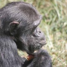 A kiss from a camel…