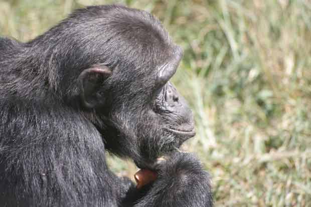 A kiss from a camel…