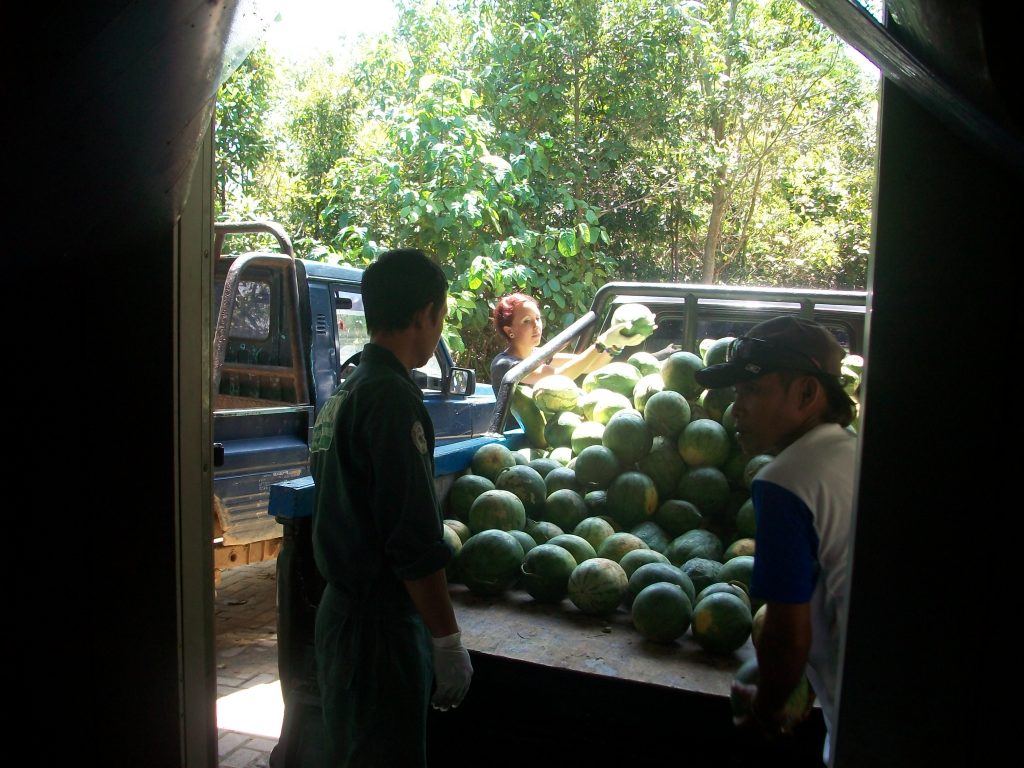 International pin cushion