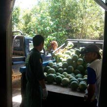 International pin cushion