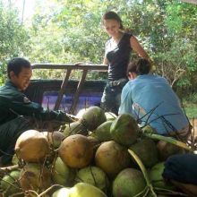Doughnuts, orangutans and a big ass spider…