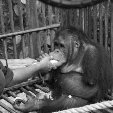 Doughnuts, orangutans and a big ass spider…