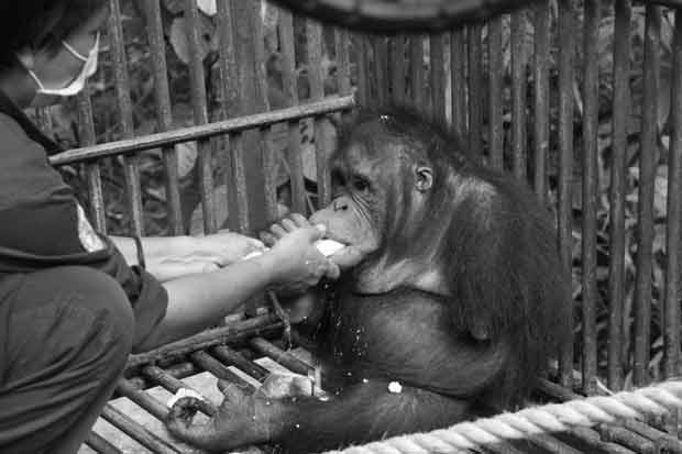 Doughnuts, orangutans and a big ass spider…