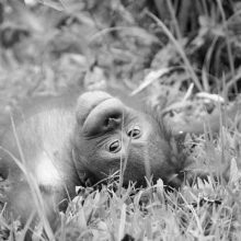 Doughnuts, orangutans and a big ass spider…