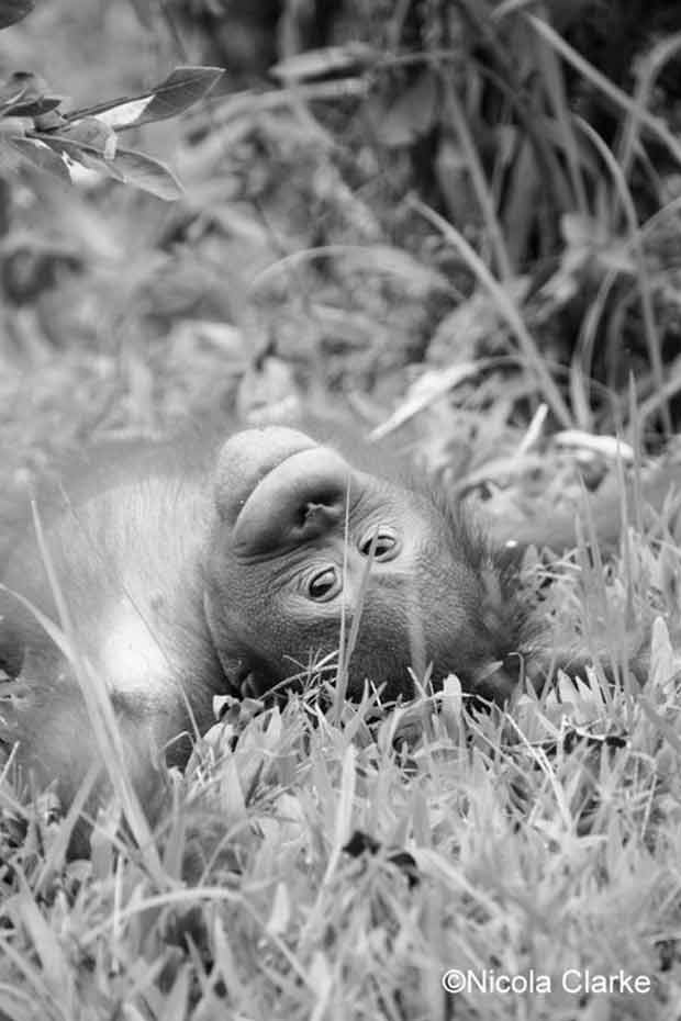 Doughnuts, orangutans and a big ass spider…