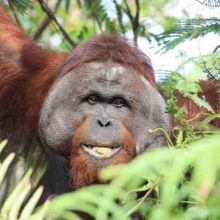 Doughnuts, orangutans and a big ass spider…