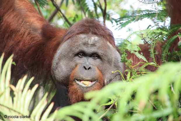 Doughnuts, orangutans and a big ass spider…