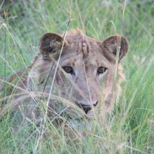 Safari