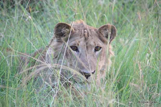 Safari