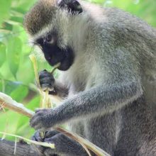 Astonishingly blue balls