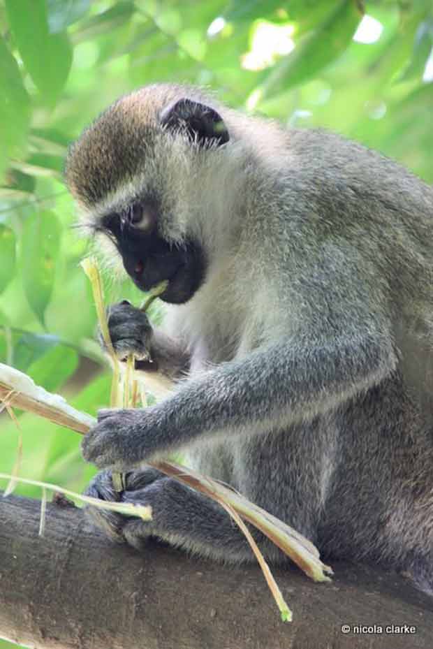 Astonishingly blue balls