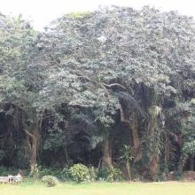 Astonishingly blue balls