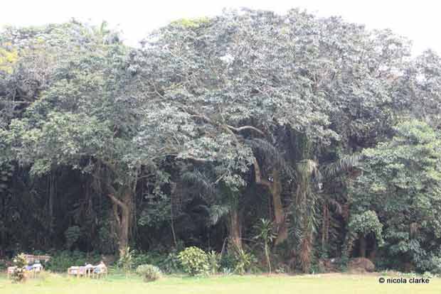 Astonishingly blue balls