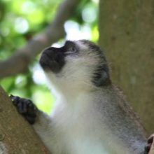 Astonishingly blue balls