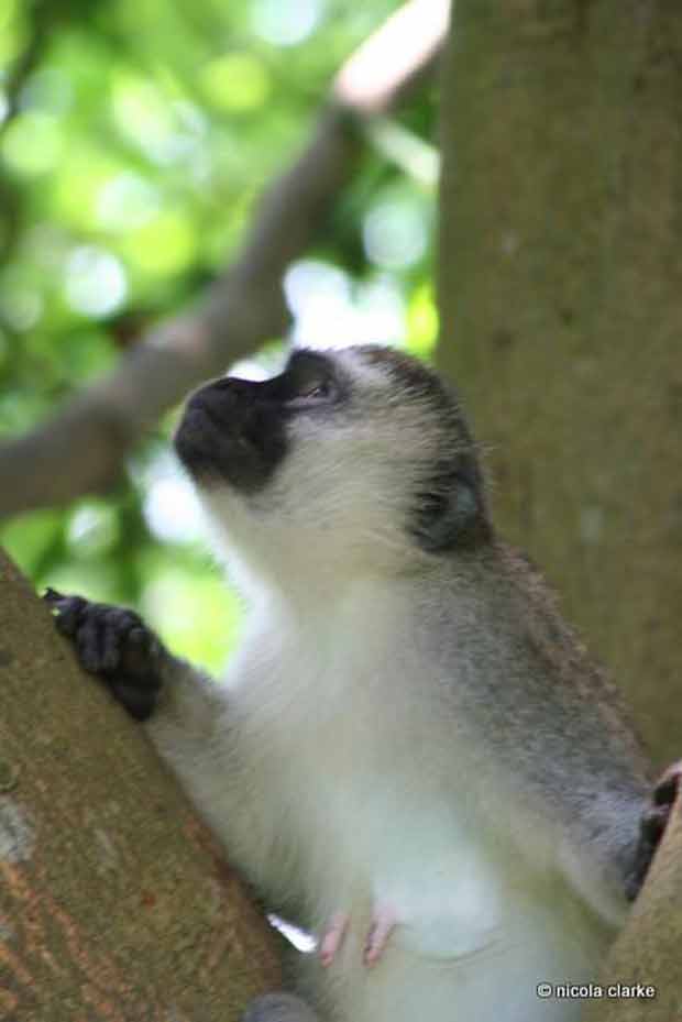 Astonishingly blue balls