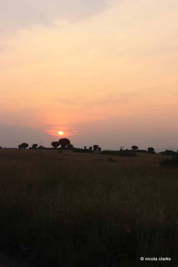 Safari