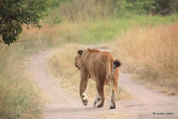 Safari