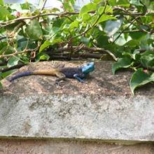 Astonishingly blue balls