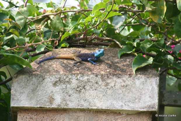 Astonishingly blue balls