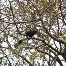 Astonishingly blue balls