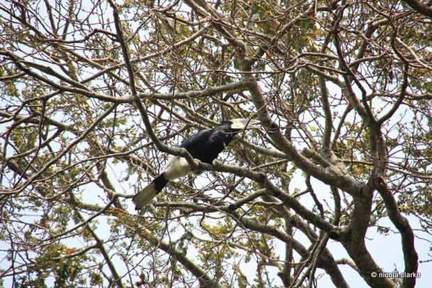 Astonishingly blue balls