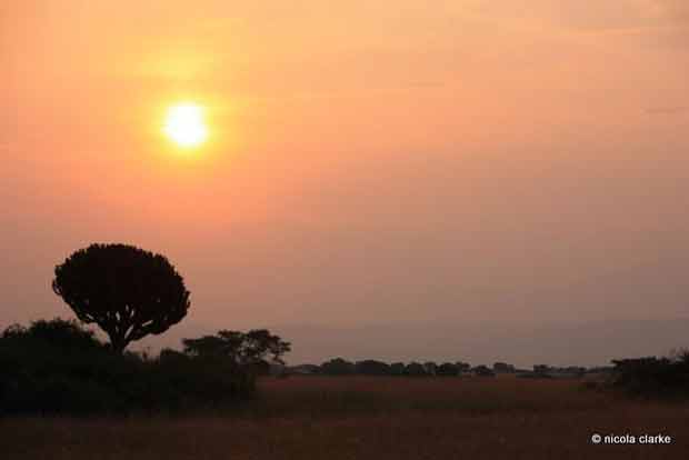 Safari