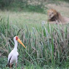 Safari