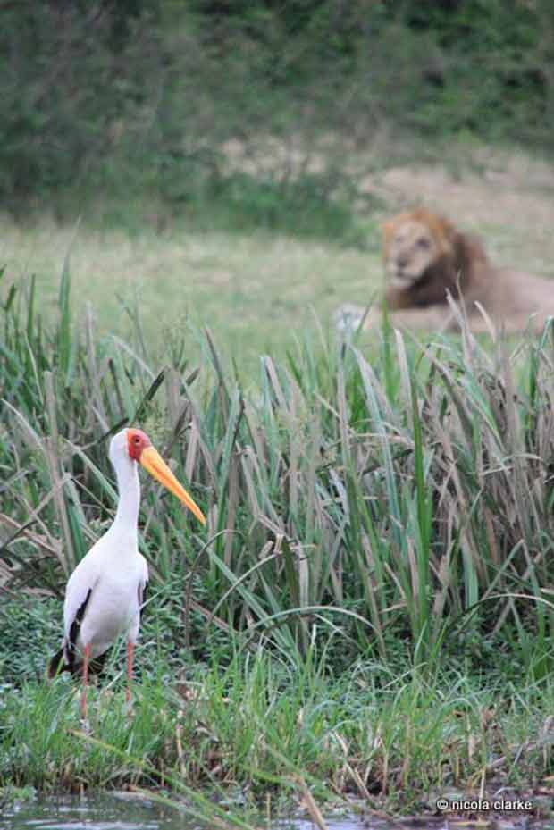 Safari