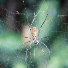 Astonishingly blue balls