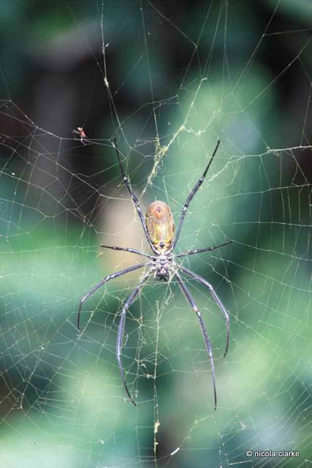 Astonishingly blue balls