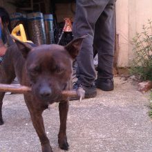 Better than your average shed!