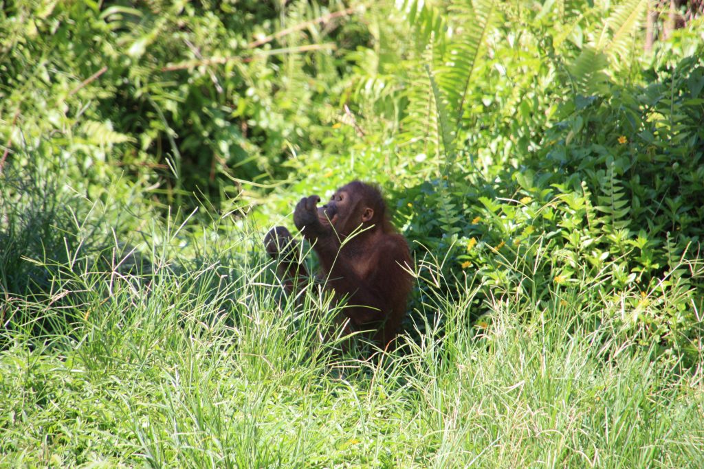 International pin cushion