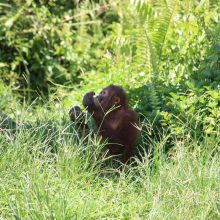 International pin cushion