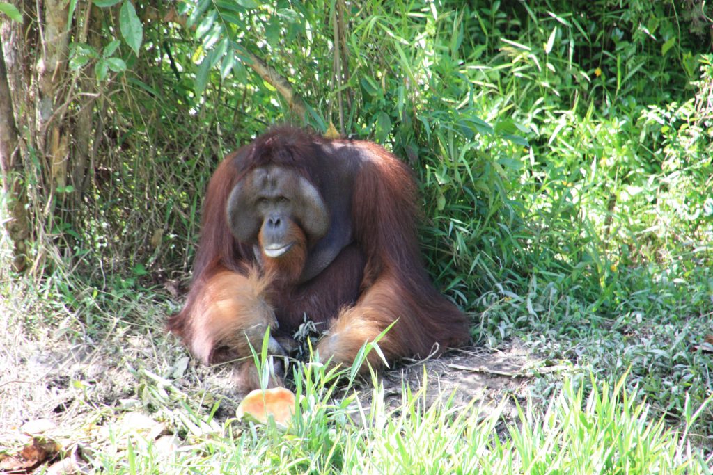 International pin cushion