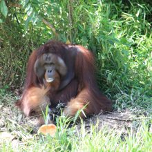International pin cushion