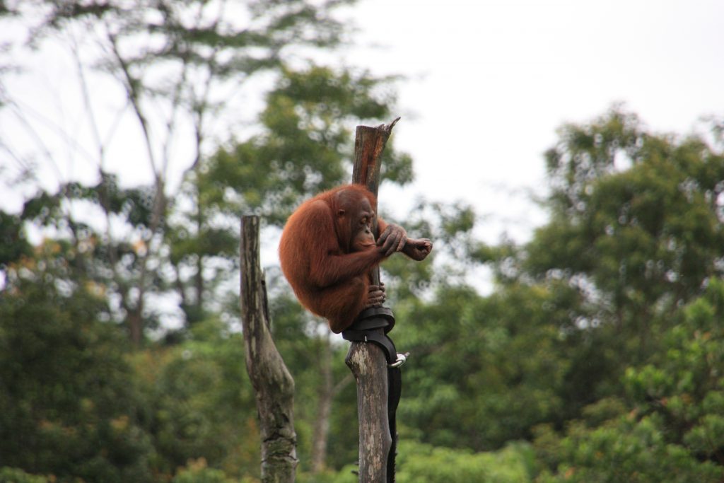 International pin cushion