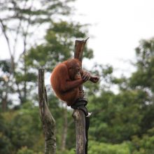 International pin cushion