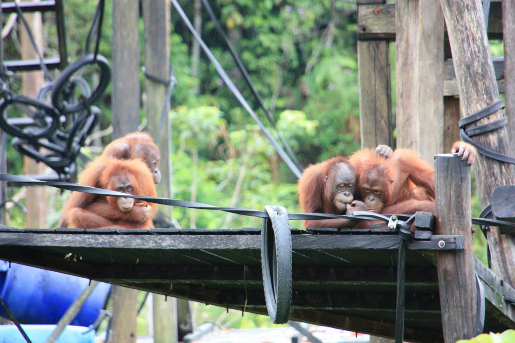 International pin cushion