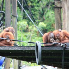 International pin cushion