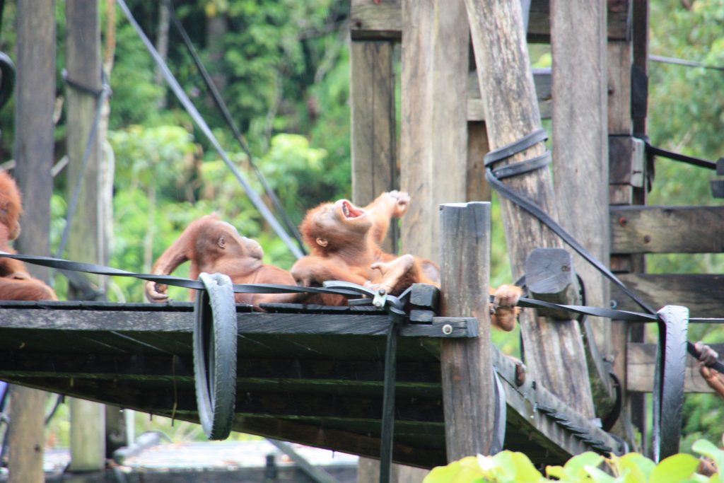 International pin cushion