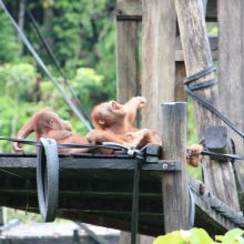 International pin cushion