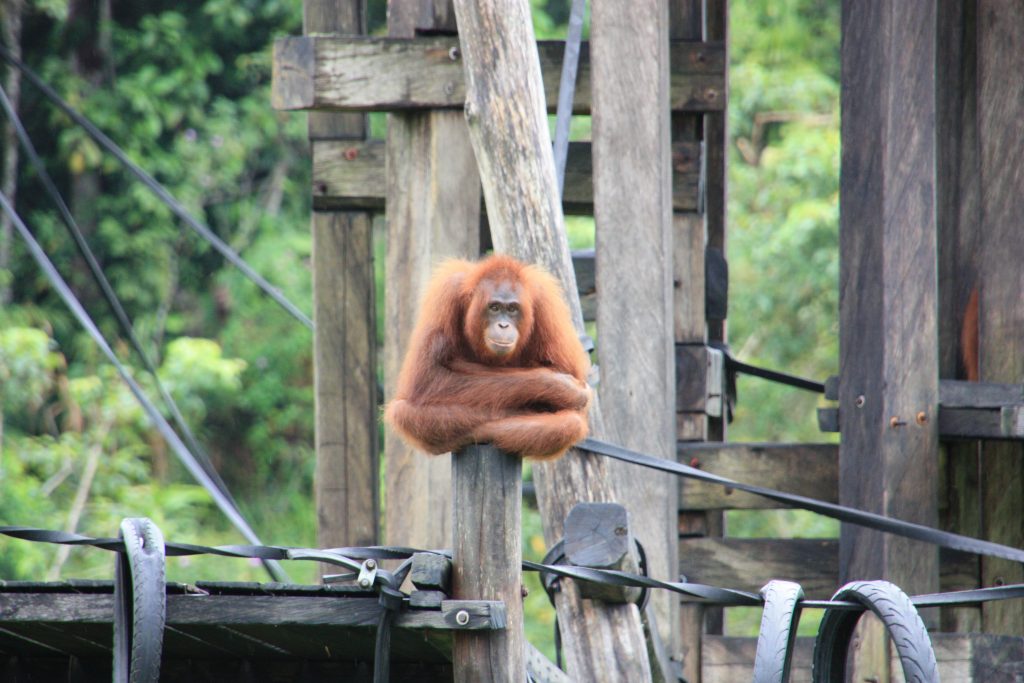 International pin cushion