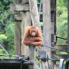 International pin cushion