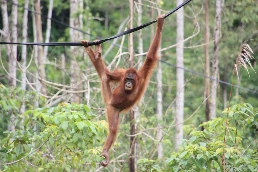 International pin cushion