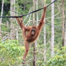 International pin cushion