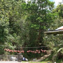 International pin cushion