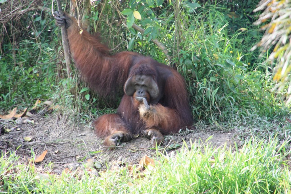 International pin cushion