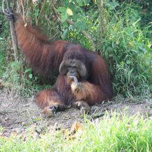 International pin cushion